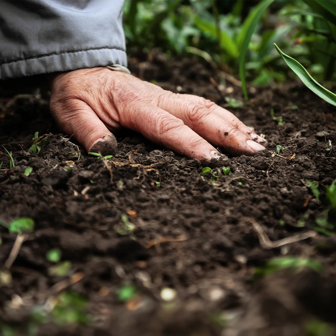 Hand einer älteren Person die auf frische, dunkle Erde greift