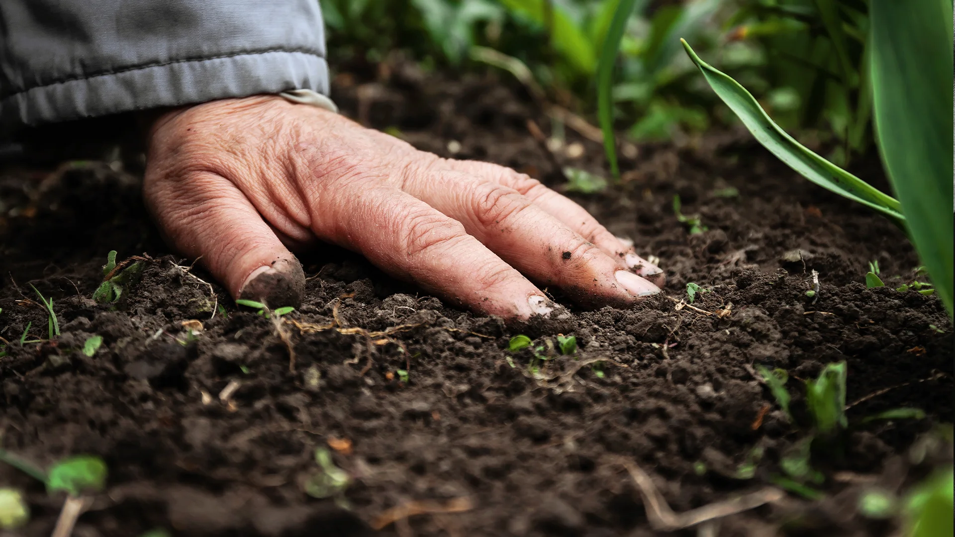 Hand einer älteren Person die auf frische, dunkle Erde greift